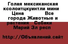 Голая мексиканская ксолоитцкуинтли мини › Цена ­ 20 000 - Все города Животные и растения » Собаки   . Марий Эл респ.